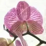 Orchids